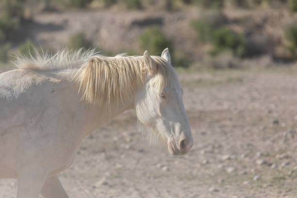 istock Wild Horse in the Utah desert 1273145084