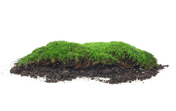istock Moss isolated on a white background. Green moss. Moss on soil. Forest moss. 1273150071