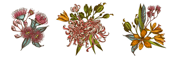 Flower bouquet of colored japanese chrysanthemum, blackberry lily, eucalyptus flower stock illustration