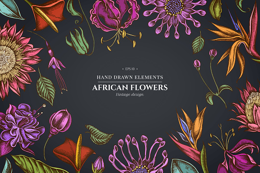 Floral design on dark background with african daisies, fuchsia, gloriosa, king protea, anthurium, strelitzia stock illustration