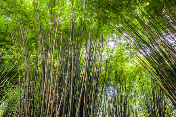 piękny krajobraz zielonej przyrody bambusowy tunel leśny - bamboo leaf bamboo shoot feng shui zdjęcia i obrazy z banku zdjęć