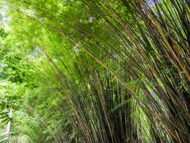 piękny krajobraz zielonej przyrody bambusowy tunel leśny - bamboo leaf bamboo shoot feng shui zdjęcia i obrazy z banku zdjęć