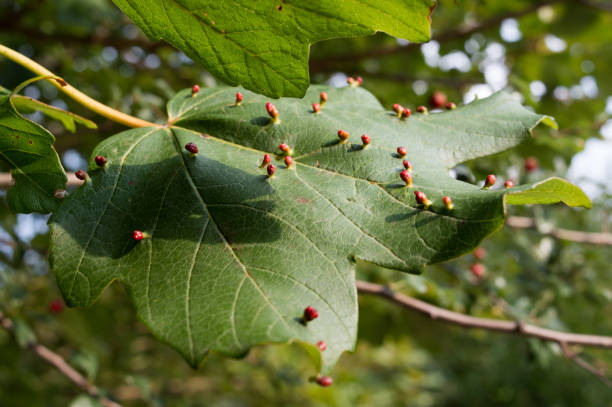 Red bumps on maple leaf Maple tree infestation by the gall mites causing red bumps on leaves; maple gall mites or eriophyidae gall mite stock pictures, royalty-free photos & images
