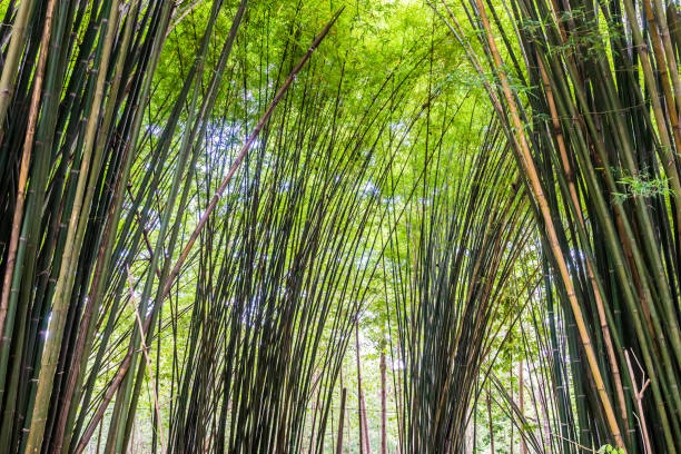 piękny krajobraz zielonej przyrody bambusowy tunel leśny - bamboo leaf bamboo shoot feng shui zdjęcia i obrazy z banku zdjęć