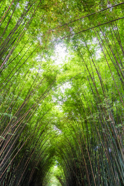 piękny krajobraz zielonej przyrody bambusowy tunel leśny - bamboo leaf bamboo shoot feng shui zdjęcia i obrazy z banku zdjęć