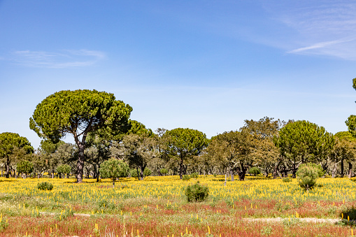 cork trees in the Algarve region in Portugal