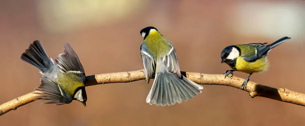 istock three chickadee birds sit on a branch in different poses on a Sunny day in the garden 1273170230