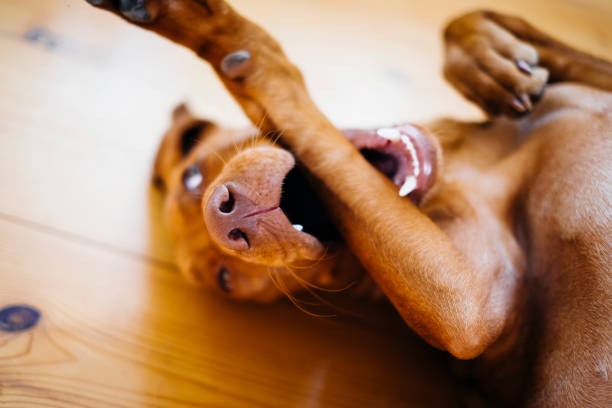 istock Dog enjoying himself, biting his own leg 1273171222