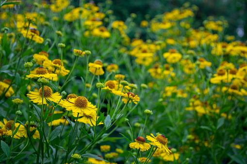 Helenium autumnale common sneezeweed in bloom, bunch of yellow brown flowering flowers, green leaves