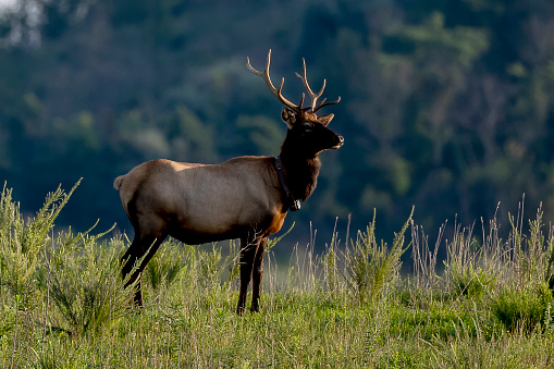 Bull Elk