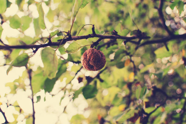 one bad brown rotten apple hanging on a branch