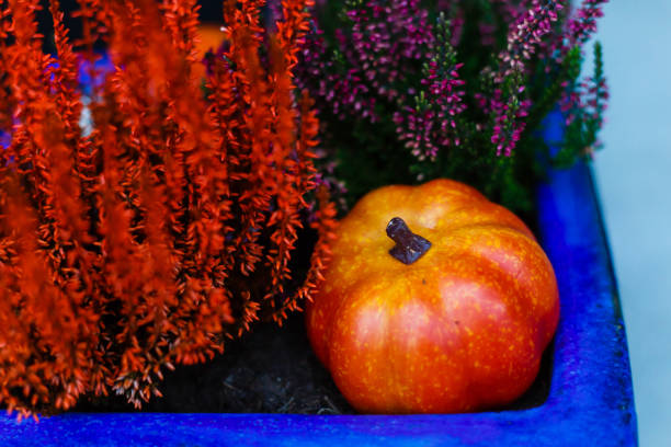 Symbol of halloween in window