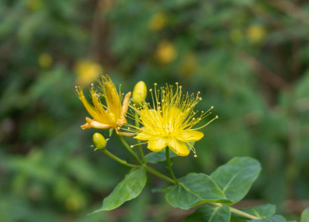 istock Yellow flower of St John`s Wort 1273172242