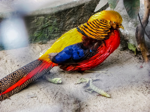 The golden pheasant, also known as the Chinese pheasant, and rainbow pheasant, is a gamebird of the order Galliformes and the family Phasianidae. The genus name is from Ancient Greek khrusolophos, \