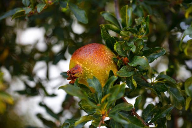 Pomegranate on the branch. organic farming concept. pomegranate tree