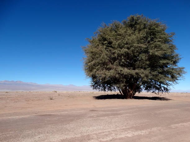 Tamarugo tree (Prosopis tamarugo) in the Atacama desert, Chile. In the background, mountains and volcanoes of The Andes.