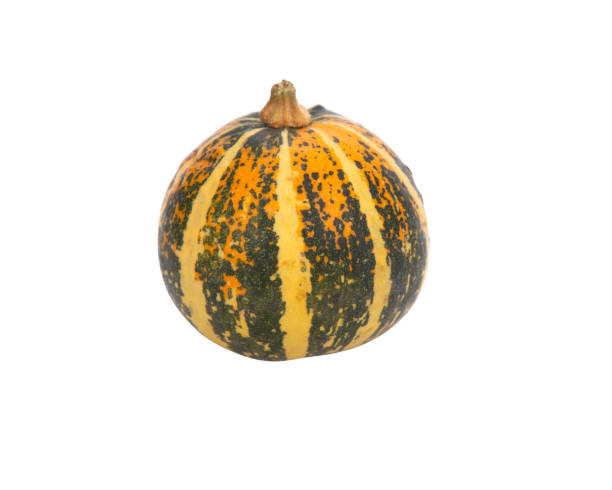 istock Isolated autumn green yellow pumpkin 1273194299