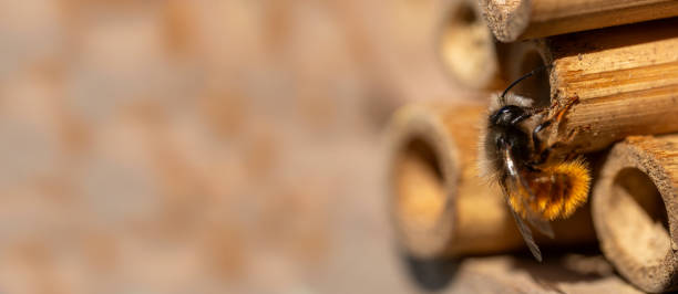istock Close up of a bee on insect hotel 1273194355