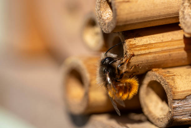 istock Close up of a bee on insect hotel 1273194646