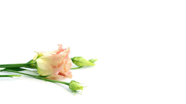 istock Eustoma flower on a white background. Lisianthus 1273196115