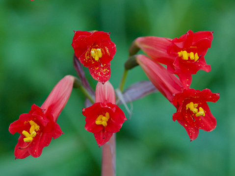Red Añañuca Lilies (Rhodophiala phycelloides), endemic to north and central Chile, have been one of the earliest bulbs to produce their leaves and beautiful flowers after this year’s good rains in the Andes.