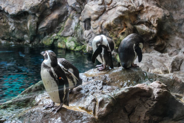 istock penguins on rock, digital photo picture as a background 1273200013