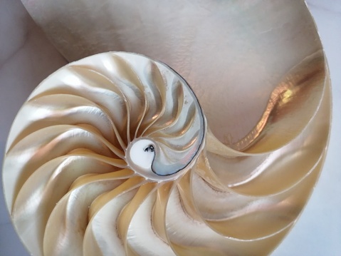 shell nautilus Fibonacci section spiral pearl symmetry half cross golden ratio structure growth close up back lit ( pompilius nautilus ) - stock photo photograph image, picture