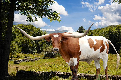 A Texas Longhorn bull stands majestically in front of a meadow and pasture areas to graze in.
