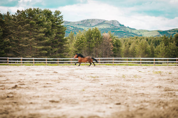 Close-up of horse in gallop. The horse has typical bay colored coat with distinctive white stripe between the forehead.