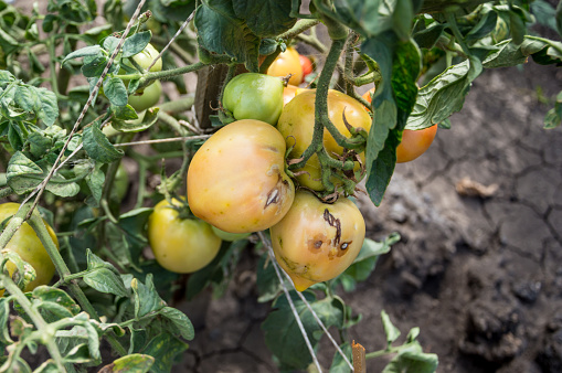 Disease of tomatoes. Spoiled tomatoes hang on a Bush.