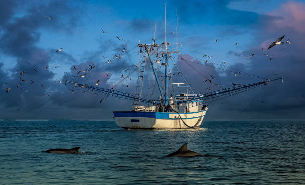 coltivare i mari - barca per pesca di gamberetti foto e immagini stock