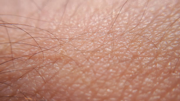 istock Macro human skin with hair. Macro closeup arm background 1273207427