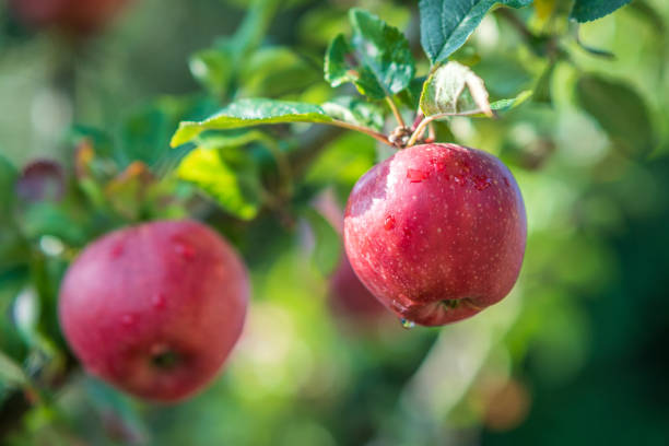 istock Red apple growing on branch in summer sunshine 1273208207