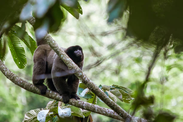 istock Woolly Monkey in the canopy, Manu National Park 1273208283