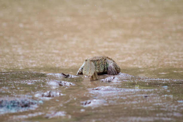 istock White Cayman with tracks, Manu National Park 1273209081