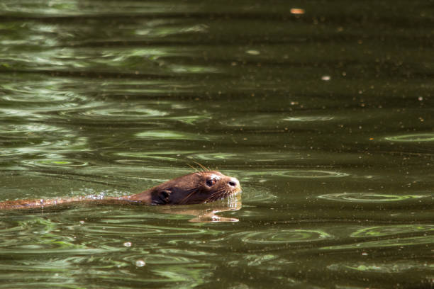 istock Giant River Otter, Manu National Park 1273209189