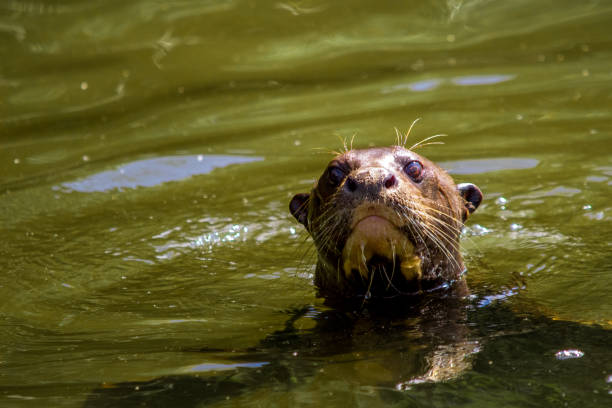 istock Giant River Otter, Manu National Park 1273209201