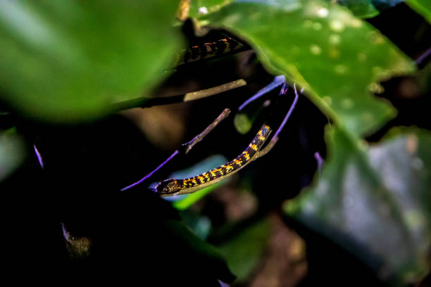 Snake small colorfull, Manu National Park