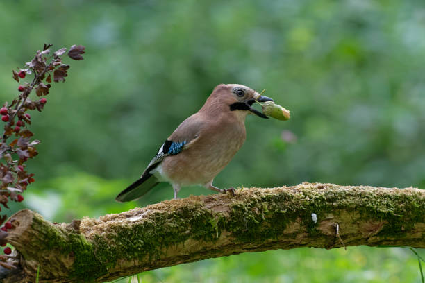 Jay eating an acorn Jay eating an acorn jay stock pictures, royalty-free photos & images