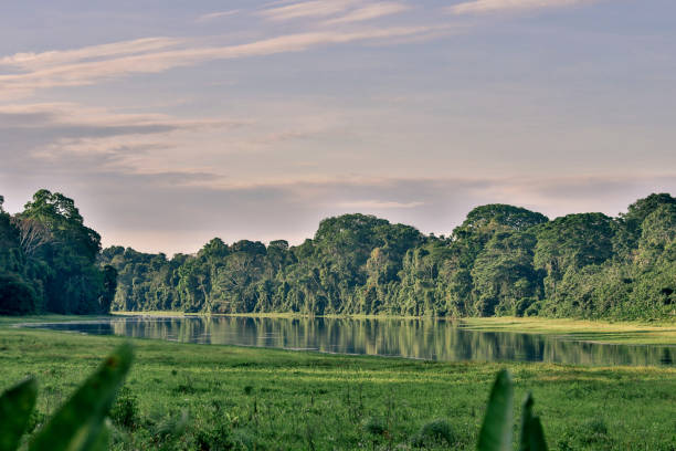 Cocha Otorongo, Manu National Park