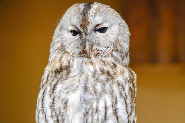 巨大な黒い目でフクロウを脅かす、クローズアップ - owl awe bird close up ストックフォトと画像