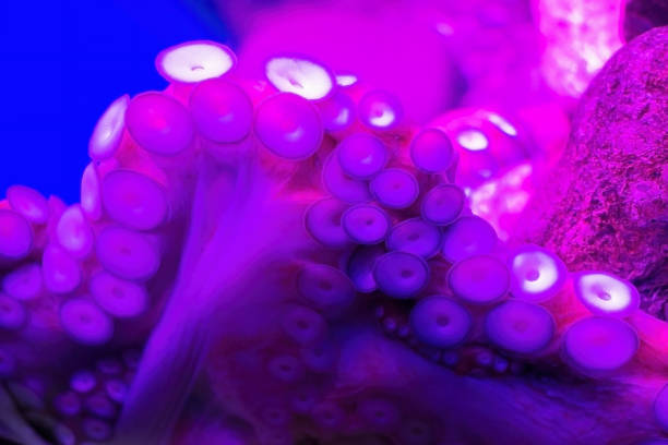 Purple tentacles of an octopus. Ultramarine octopus sucker Background