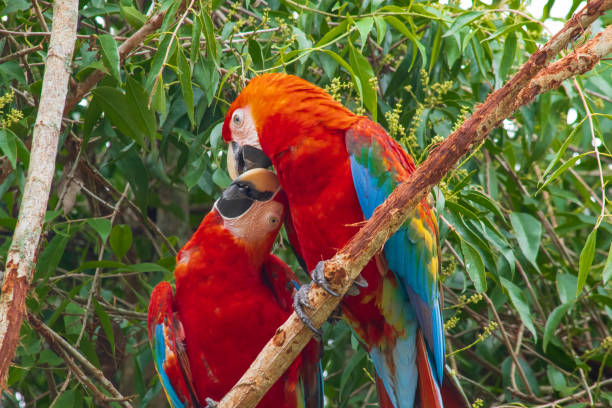 istock Scarlet Macaw couple, Manu National Park 1273210207