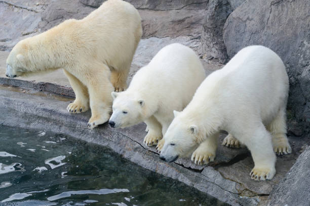 istock Polar bear cubs next to mother bear. 1273210215