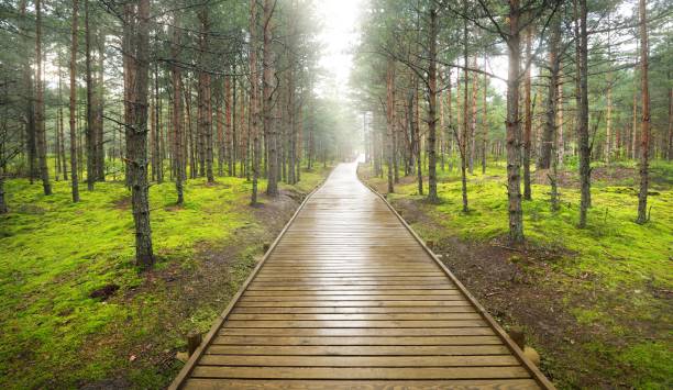 Modern wooden winding pathway (boardwalk) through the mighty mossy evergreen pine trees. Environmental conservation in Latvia. Rainforest, eco tourism, recreation, cycling, nordic walking themes