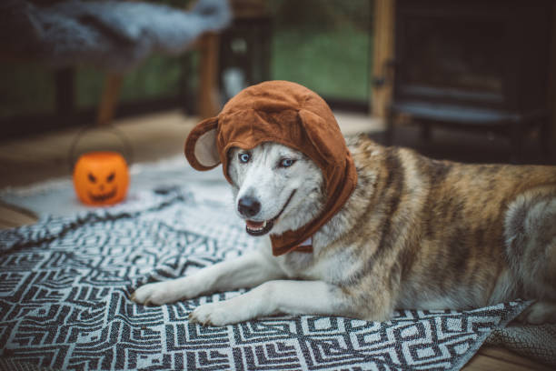 istock Costumed for Halloween 1273212690