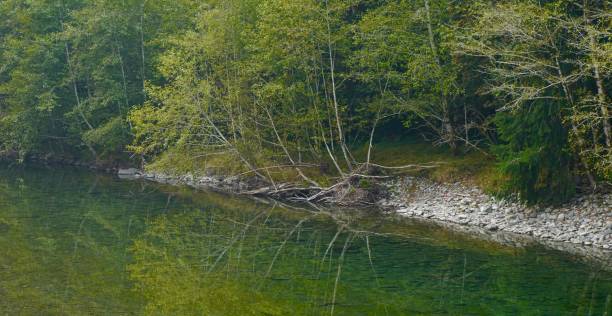 istock Quinault Green Riverbank 1273213743
