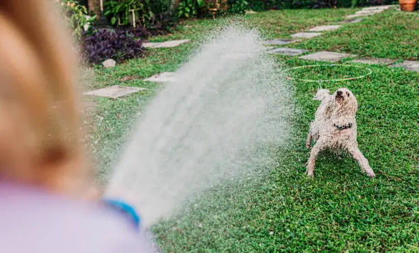 Funny little dog bites at water spraying from a hose