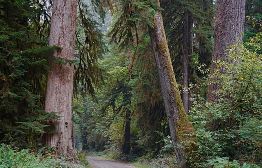 Northwest Washington's Olympic Peninsula.
Olympic National Park/SW.