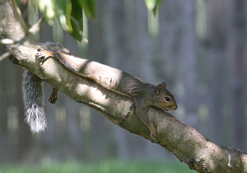 a tired squirrel resting on a tree branch